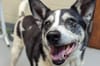 Emergency Intake Closure Announced at Columbus Animal Shelters Amid Overcrowding Crisis